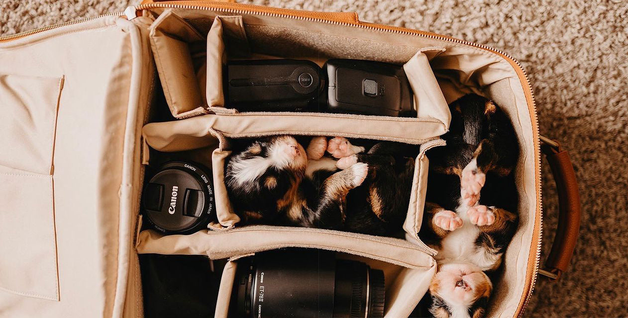 Puppies in Camera Bag Dividers